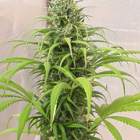 Prenseeds  growlog timeline photo