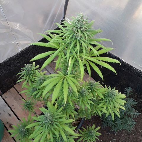 Prenseeds  growlog timeline photo