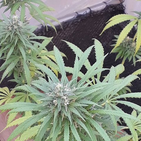 Prenseeds #2 growlog timeline photo