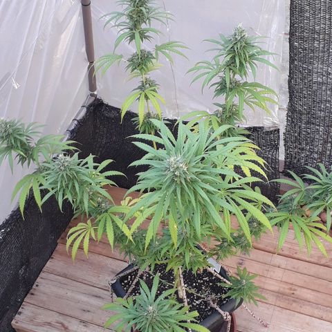 Prenseeds #2 growlog timeline photo