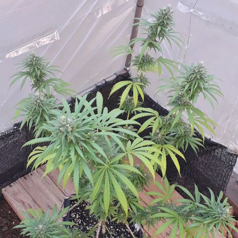 Prenseeds #2 growlog timeline photo