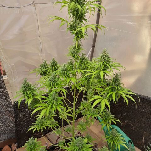 Prenseeds  growlog timeline photo