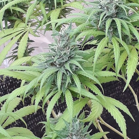 Prenseeds  growlog timeline photo