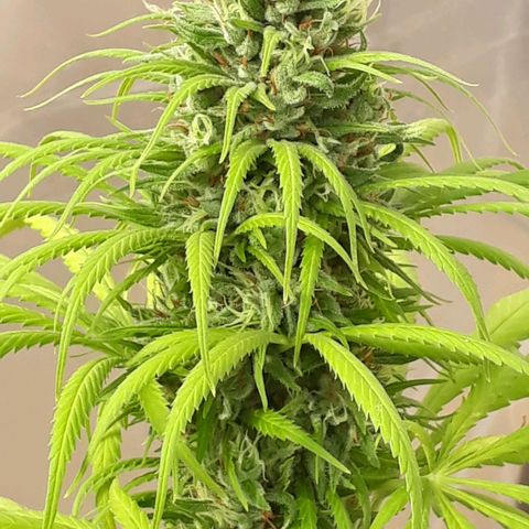 Prenseeds  growlog timeline photo