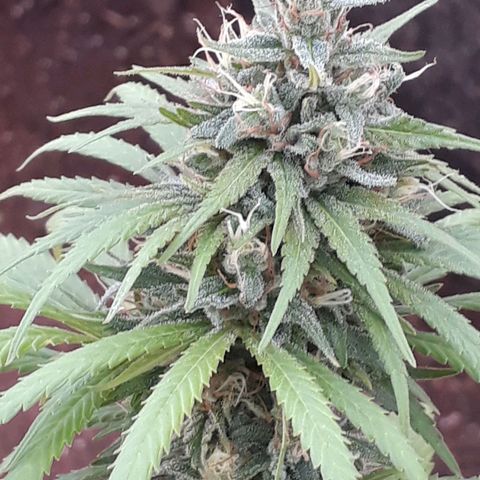 Prenseeds #2 growlog timeline photo