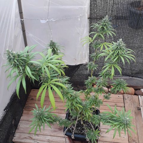 Prenseeds #2 growlog timeline photo