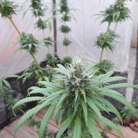 Prenseeds #2 growlog timeline photo