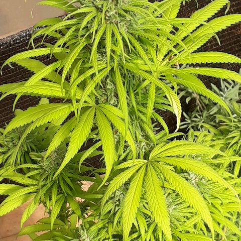 Prenseeds  growlog timeline photo