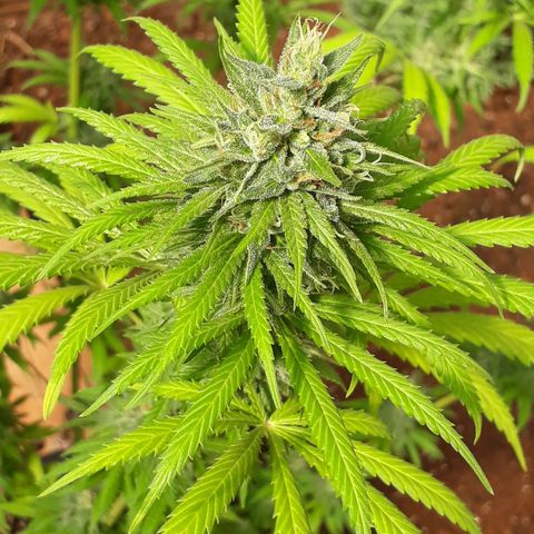 Prenseeds #2 growlog timeline photo