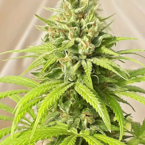Prenseeds #2 growlog timeline photo