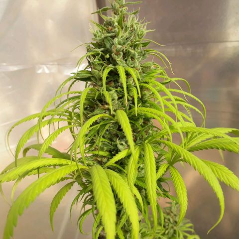 Prenseeds  growlog timeline photo