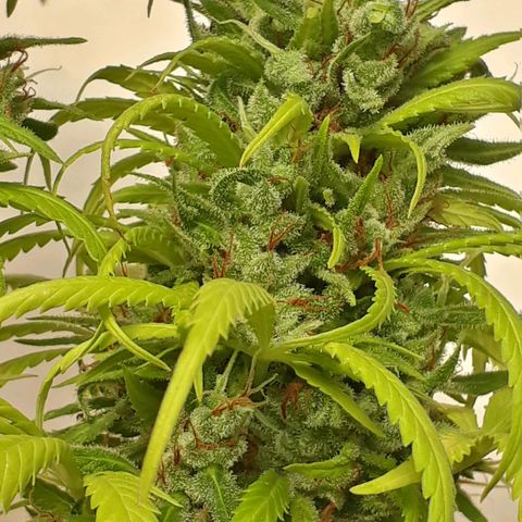 Prenseeds  growlog timeline photo