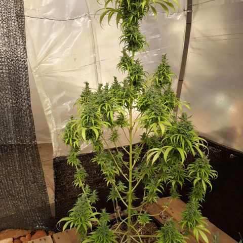 Prenseeds  growlog timeline photo