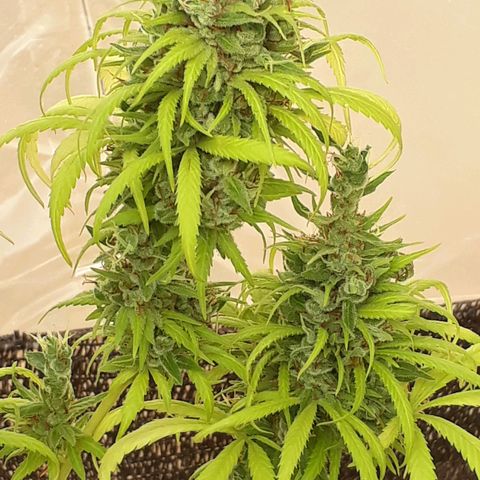 Prenseeds  growlog timeline photo