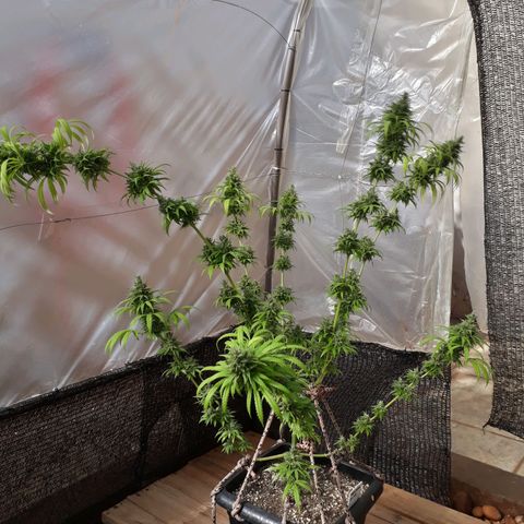 Prenseeds #2 growlog timeline photo