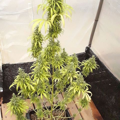 Prenseeds  growlog timeline photo