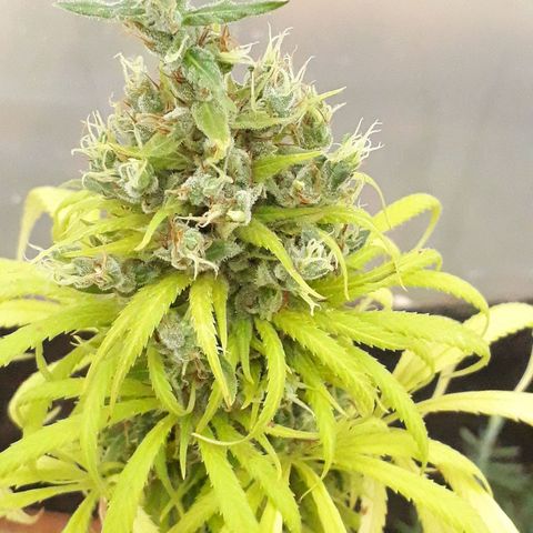 Prenseeds  growlog timeline photo