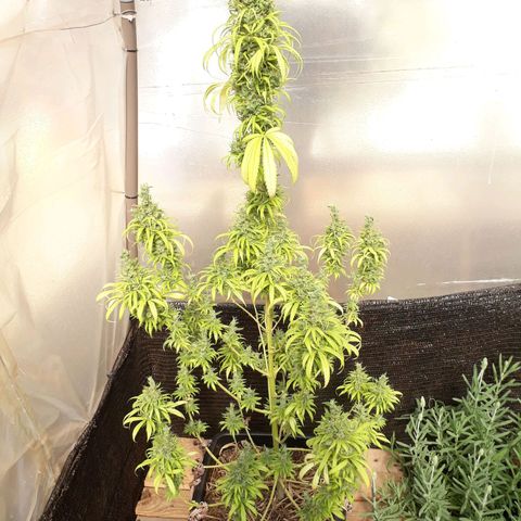 Prenseeds  growlog timeline photo