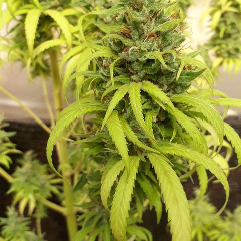 Prenseeds  growlog timeline photo