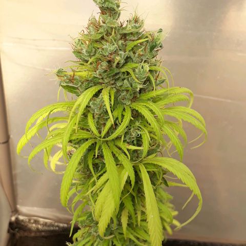 Prenseeds  growlog timeline photo