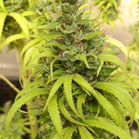 Prenseeds  growlog timeline photo