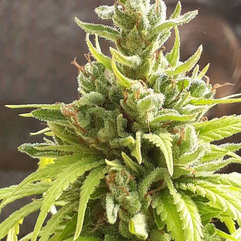 Prenseeds #2 growlog timeline photo