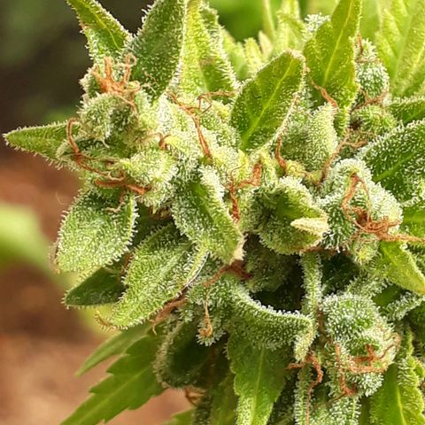 Prenseeds #2 growlog timeline photo