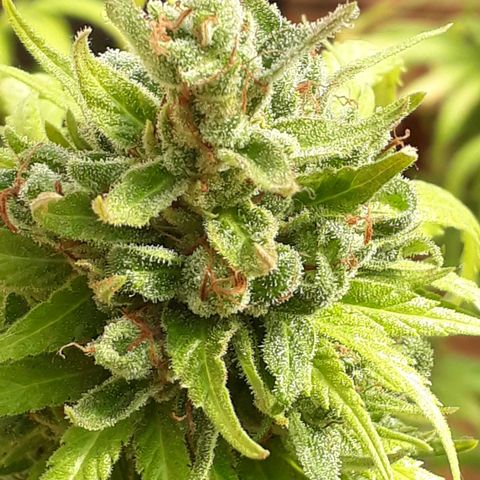 Prenseeds #2 growlog timeline photo