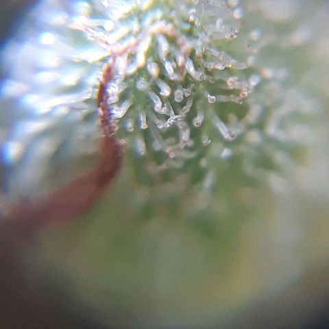 Prenseeds  growlog timeline photo