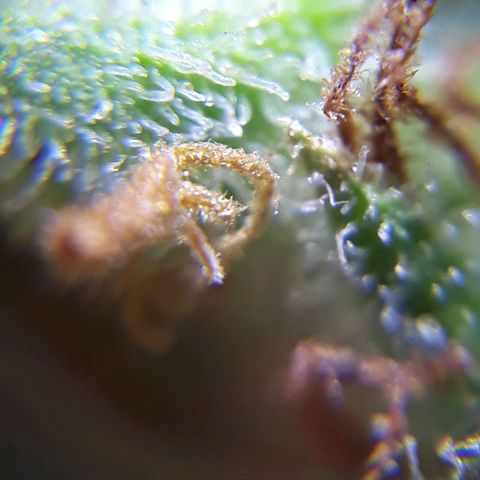 Prenseeds  growlog timeline photo
