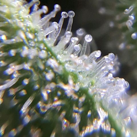 Prenseeds  growlog timeline photo