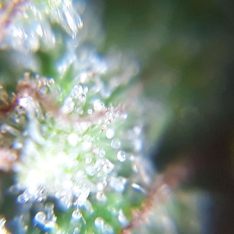 Prenseeds #2 growlog timeline photo