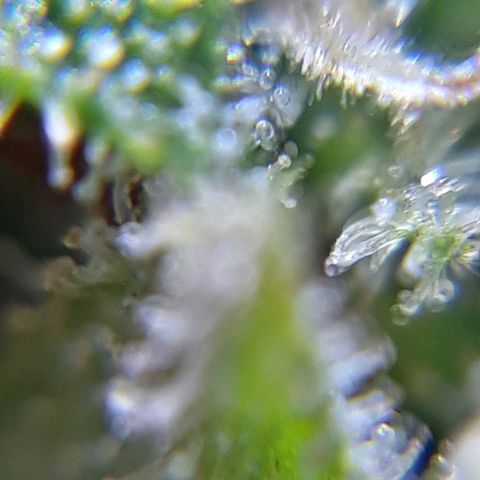 Prenseeds #2 growlog timeline photo