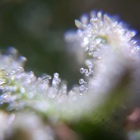 Prenseeds #2 growlog timeline photo