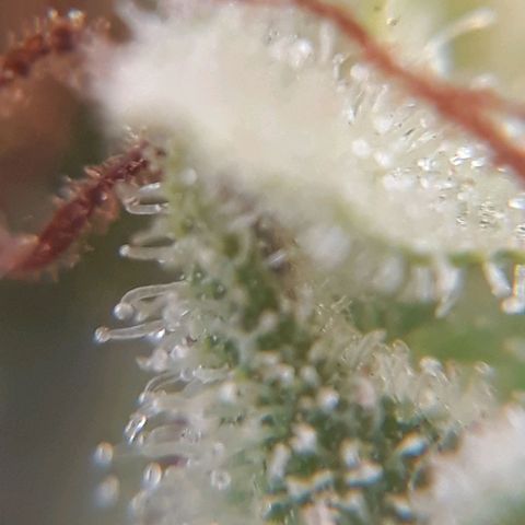 Prenseeds  growlog timeline photo