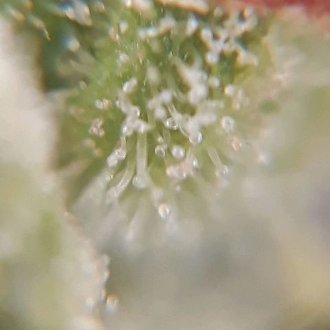 Prenseeds  growlog timeline photo