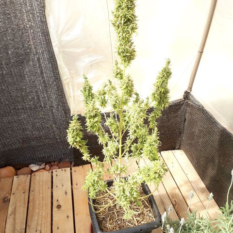 Prenseeds  growlog timeline photo