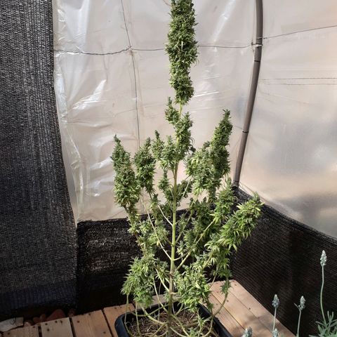 Prenseeds  growlog timeline photo