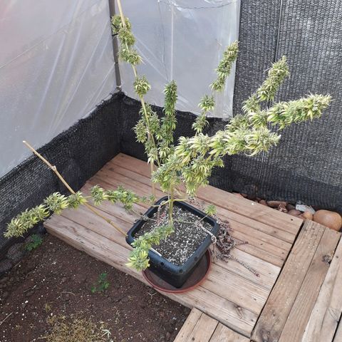 Prenseeds #2 growlog timeline photo