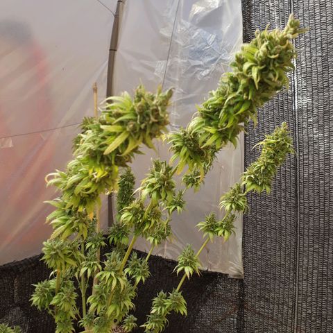 Prenseeds #2 growlog timeline photo