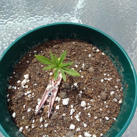 Karibbean mango growlog photo