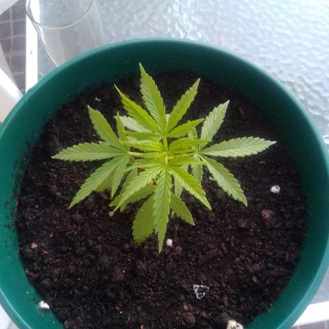 Karibbean mango growlog photo