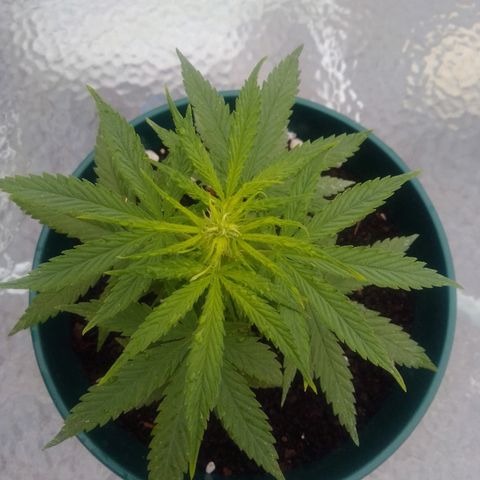 Karibbean mango growlog photo