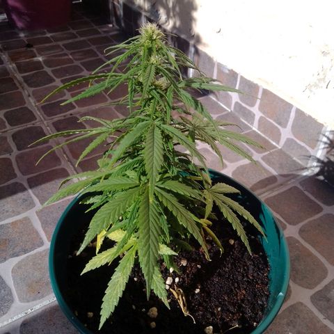 Karibbean mango growlog photo