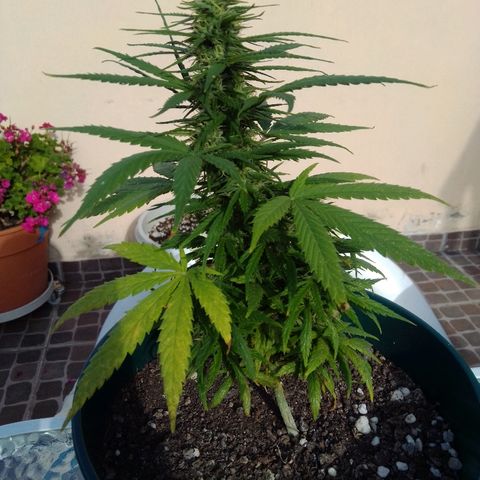 Karibbean mango growlog photo