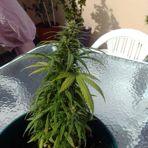 Karibbean mango growlog timeline photo