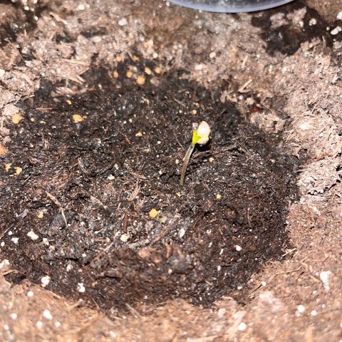 Runtz growlog timeline photo