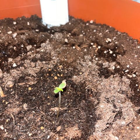 Runtz growlog timeline photo