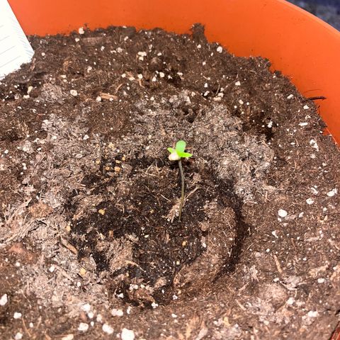 Runtz growlog timeline photo