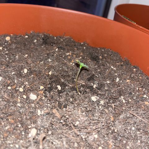 Pink Rozay growlog timeline photo